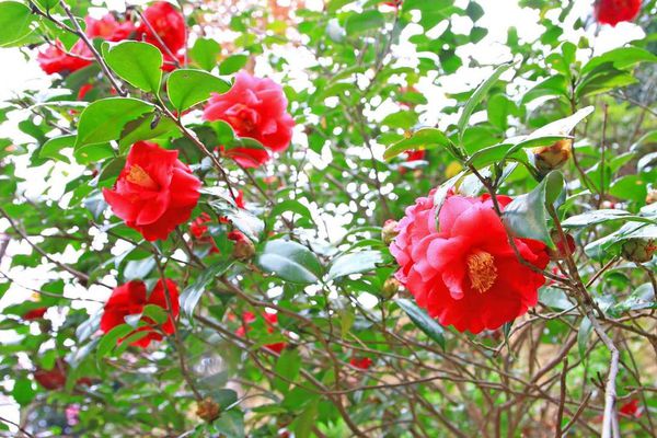 【台北櫻花】北投善光寺櫻花盛開-離市區不到五分鐘的路程就能賞櫻花