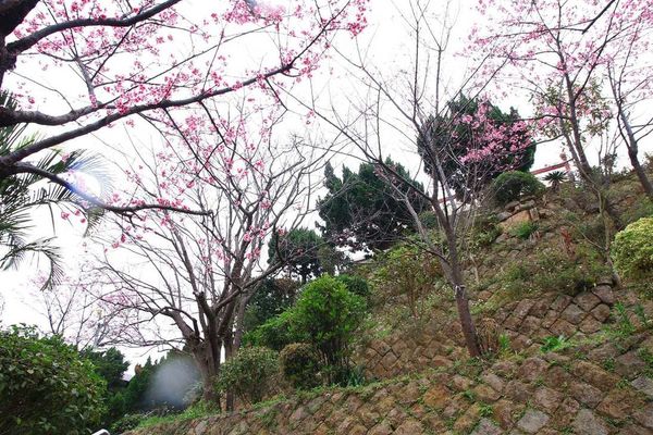 【台北櫻花】北投善光寺櫻花盛開-離市區不到五分鐘的路程就能賞櫻花