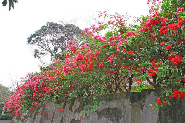 【台北櫻花】北投善光寺櫻花盛開-離市區不到五分鐘的路程就能賞櫻花