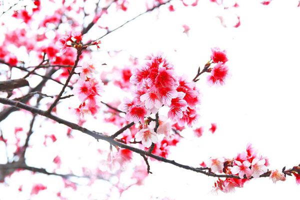 【台北櫻花】北投善光寺櫻花盛開-離市區不到五分鐘的路程就能賞櫻花