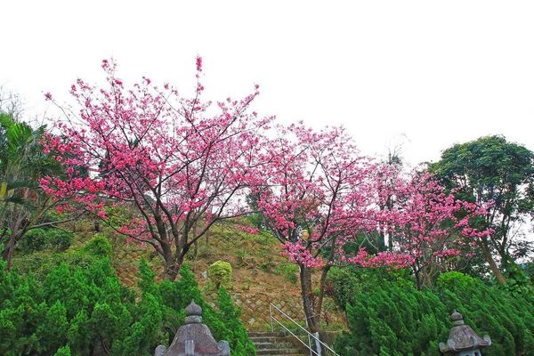 【台北櫻花】北投善光寺櫻花盛開-離市區不到五分鐘的路程就能賞櫻花