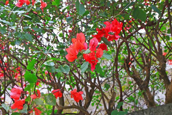 【台北櫻花】北投善光寺櫻花盛開-離市區不到五分鐘的路程就能賞櫻花