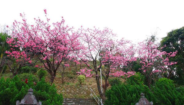 【台北櫻花】北投善光寺櫻花盛開-離市區不到五分鐘的路程就能賞櫻花