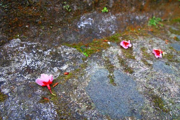 【台北櫻花】北投善光寺櫻花盛開-離市區不到五分鐘的路程就能賞櫻花
