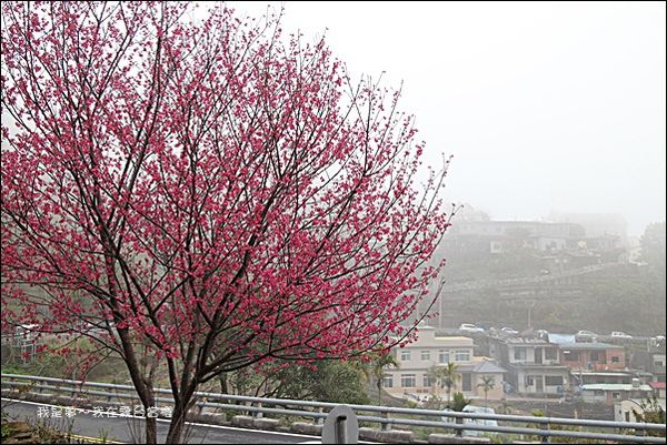 霧台賞櫻47.jpg