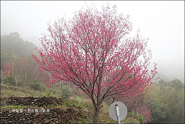 霧台賞櫻46.jpg