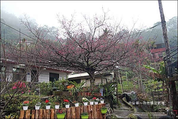 霧台賞櫻54.jpg