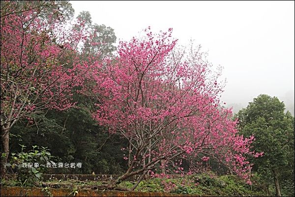 霧台賞櫻41.jpg