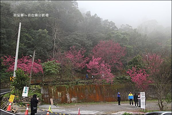霧台賞櫻36.jpg