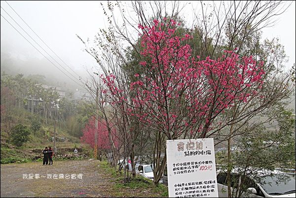 霧台賞櫻40.jpg