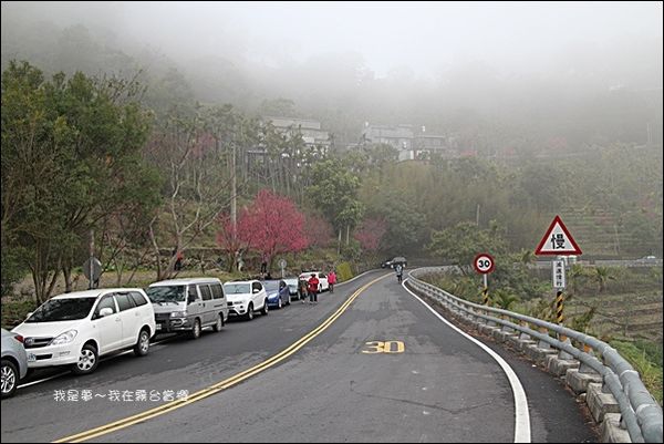 霧台賞櫻38.jpg