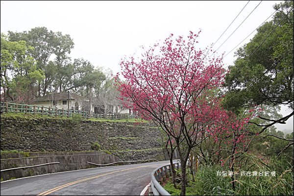 霧台賞櫻29.jpg