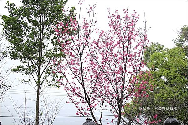 霧台賞櫻19.jpg