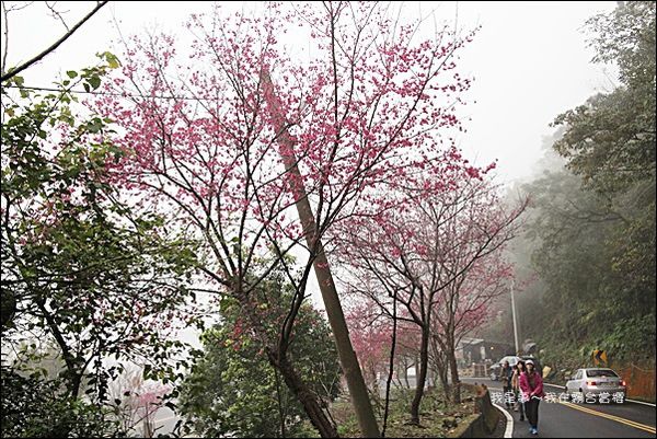 霧台賞櫻44.jpg