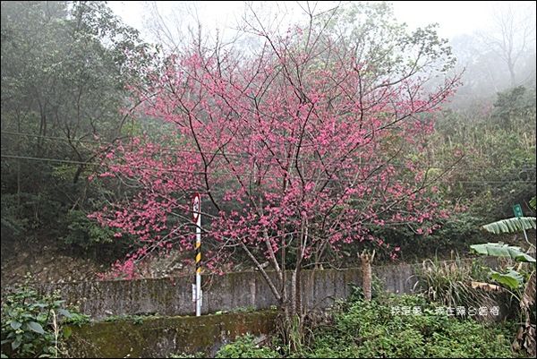 霧台賞櫻43.jpg