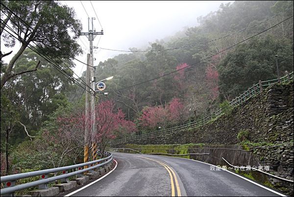 霧台賞櫻26.jpg