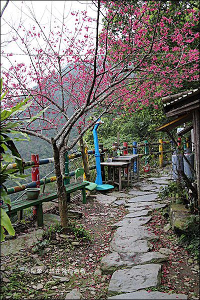 霧台賞櫻71.jpg