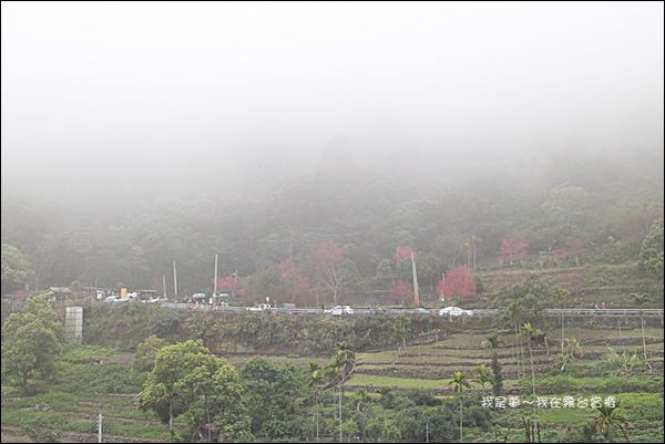 霧台賞櫻48.jpg