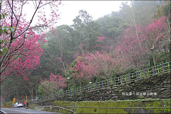 霧台賞櫻27.jpg
