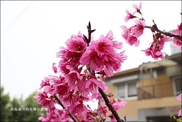 霧台賞櫻25.jpg