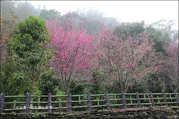 霧台賞櫻28.jpg