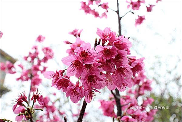 霧台賞櫻24.jpg