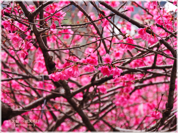 霧台櫻花王
