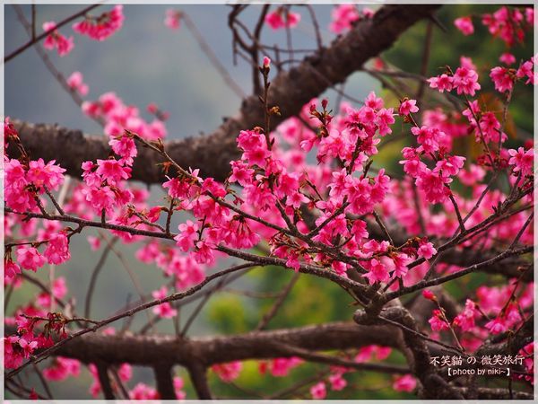 霧台櫻花王