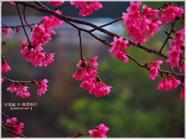 霧台櫻花王