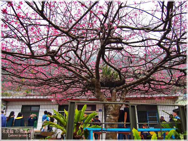 霧台櫻花王