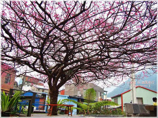 霧台櫻花王