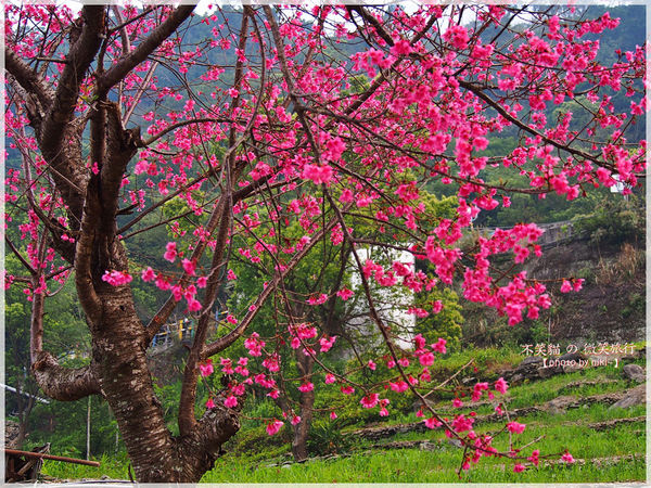 霧台櫻花王