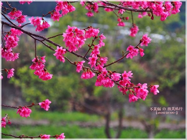 霧台櫻花王