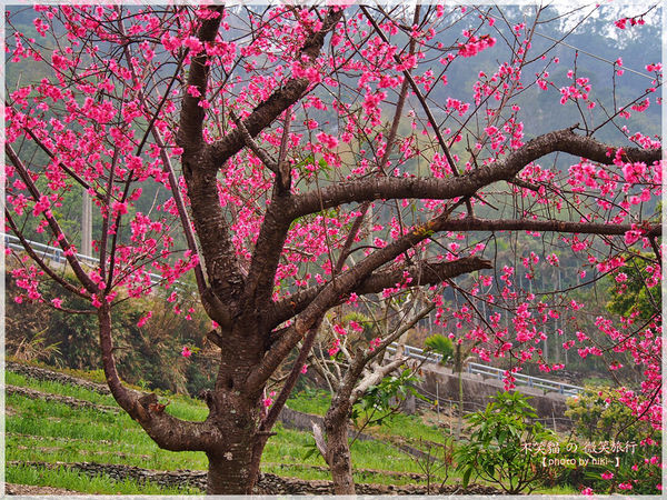 霧台櫻花王