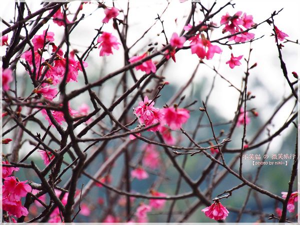 霧台櫻花王