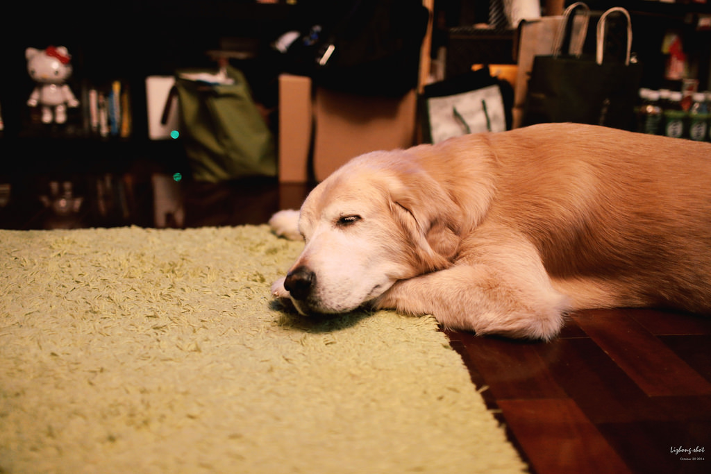 狗狗的居家日常