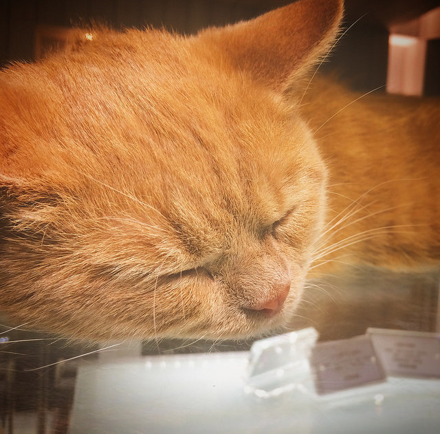 【松山區/中山國中站】Milkglider Latteart- 牛奶滑翔機 冠軍拉花達人