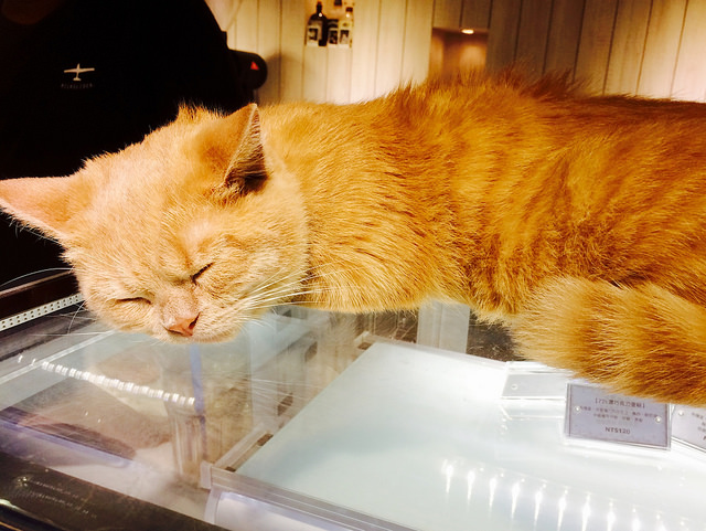 【松山區/中山國中站】Milkglider Latteart- 牛奶滑翔機 冠軍拉花達人