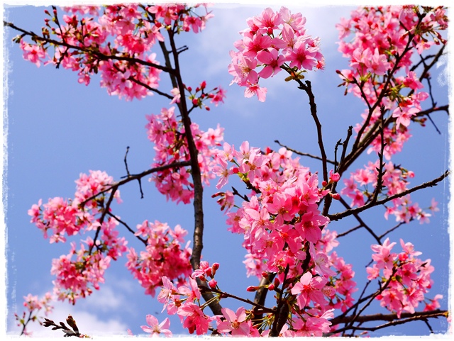 騰龍御櫻新店木柵老泉里滿山櫻花林秘境 騰龍御櫻新店木柵老泉里滿山櫻花林秘境