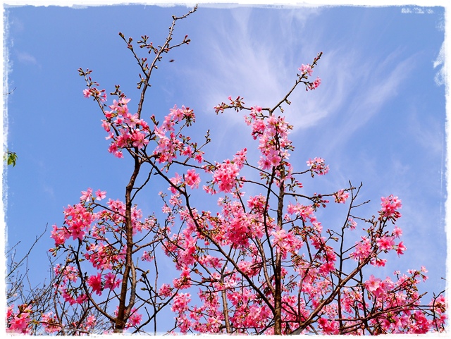 騰龍御櫻新店木柵老泉里滿山櫻花林秘境 騰龍御櫻新店木柵老泉里滿山櫻花林秘境