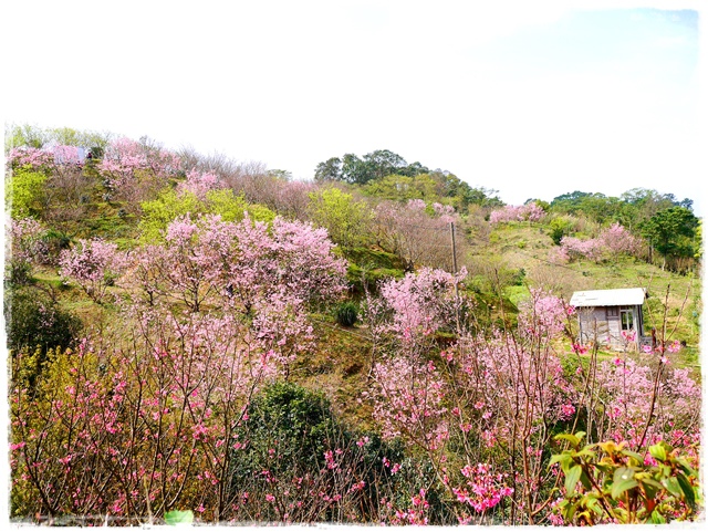 騰龍御櫻新店木柵老泉里滿山櫻花林秘境 騰龍御櫻新店木柵老泉里滿山櫻花林秘境
