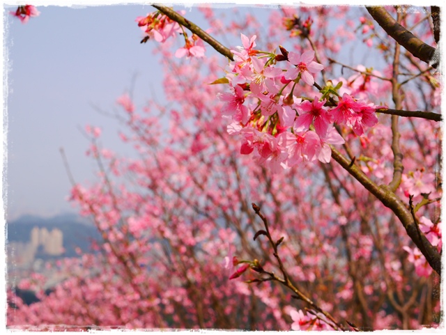 騰龍御櫻新店木柵老泉里滿山櫻花林秘境 騰龍御櫻新店木柵老泉里滿山櫻花林秘境