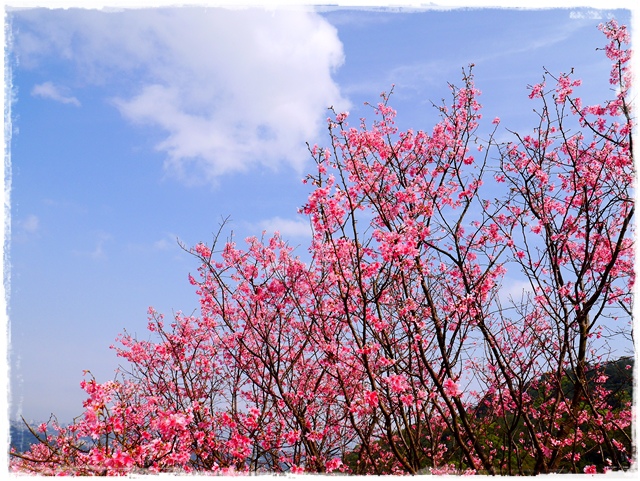 騰龍御櫻新店木柵老泉里滿山櫻花林秘境 騰龍御櫻新店木柵老泉里滿山櫻花林秘境