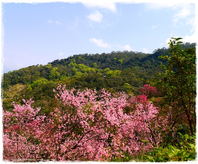 騰龍御櫻新店木柵老泉里滿山櫻花林秘境 騰龍御櫻新店木柵老泉里滿山櫻花林秘境