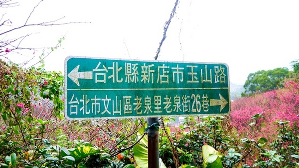 騰龍御櫻：【新北◍•ᴗ•◍新店】文山木柵老泉里✯私房景點・騰龍御櫻賞櫻｜漫山遍野櫻花林秘境[白色霧社山櫻、郁李、河津櫻、八重櫻]