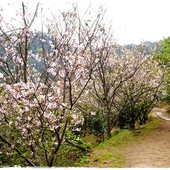 騰龍御櫻賞吉野櫻 騰龍御櫻賞吉野櫻