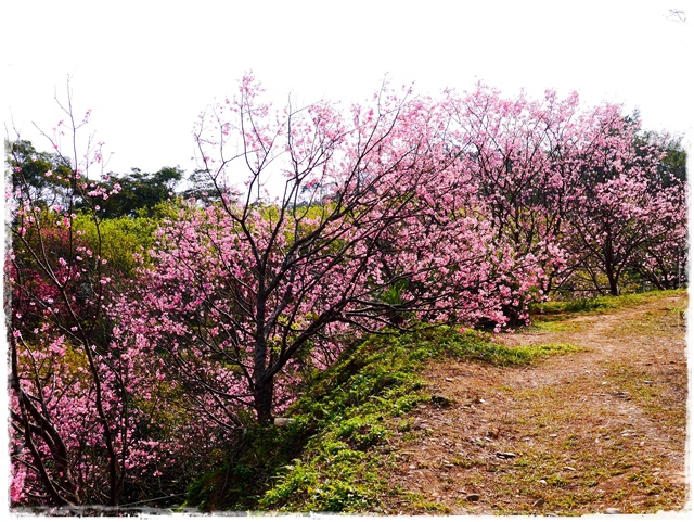 騰龍御櫻新店木柵老泉里滿山櫻花林秘境 騰龍御櫻新店木柵老泉里滿山櫻花林秘境
