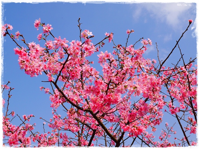 騰龍御櫻新店木柵老泉里滿山櫻花林秘境 騰龍御櫻新店木柵老泉里滿山櫻花林秘境