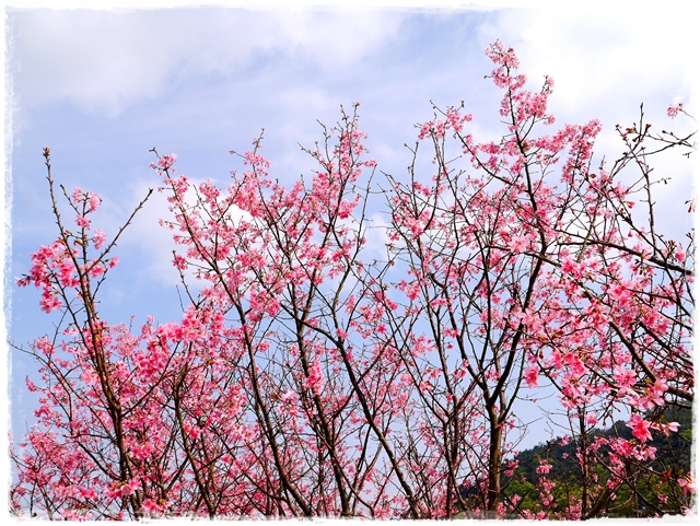 騰龍御櫻新店木柵老泉里滿山櫻花林秘境 騰龍御櫻新店木柵老泉里滿山櫻花林秘境