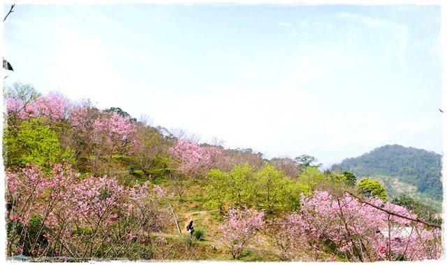 騰龍御櫻新店木柵老泉里滿山櫻花林秘境 騰龍御櫻新店木柵老泉里滿山櫻花林秘境